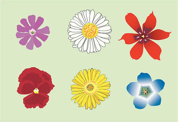 Vector illustration of six vector flowers