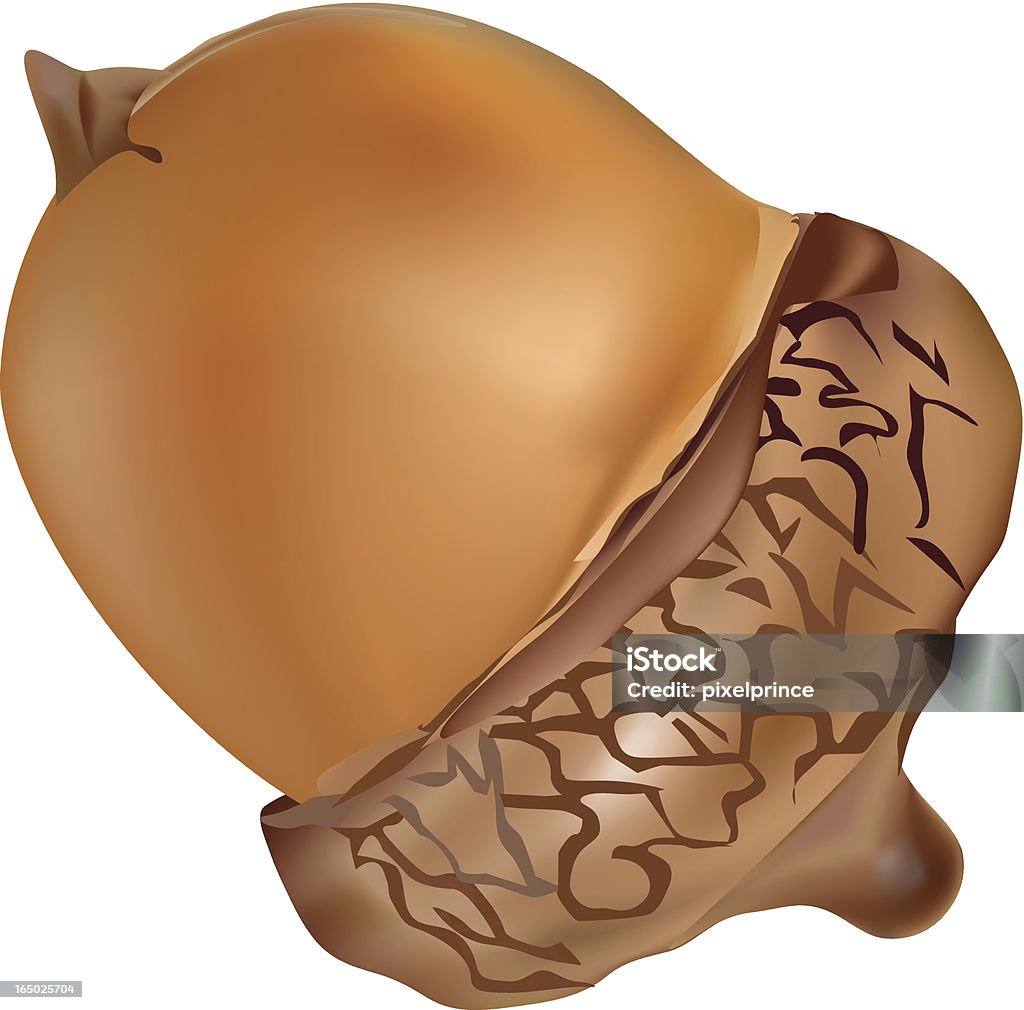 Acorn - clipart vectoriel de Gland libre de droits