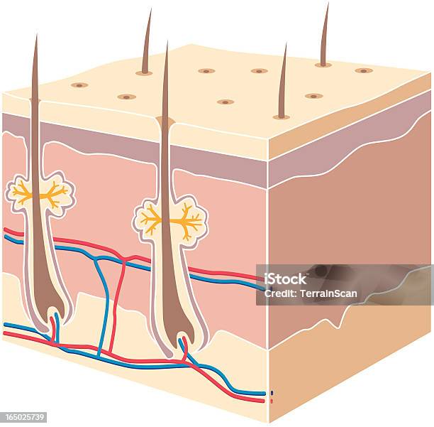 Vetores de Seção Transversal Da Pele e mais imagens de Pele Humana - Pele Humana, Corte Transversal, Anatomia