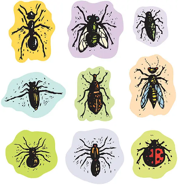 Vector illustration of Insects and arachnids