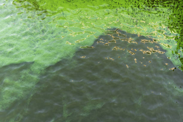 Blooming green water. Green algae polluted river
