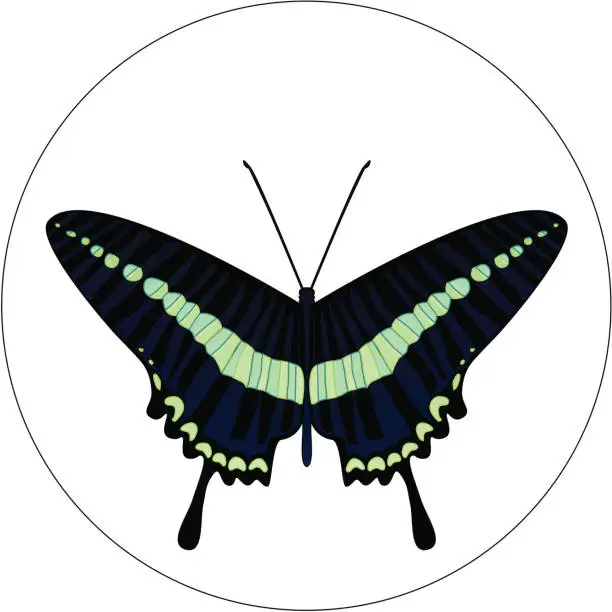 Vector illustration of Insect Design 13