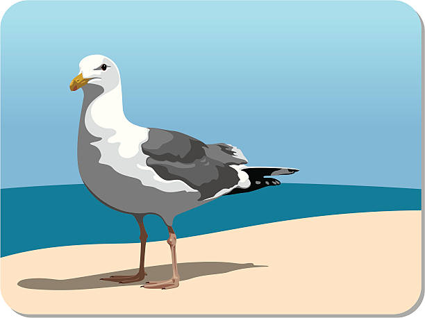 Seagull on the shore (vector) vector art illustration