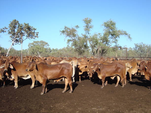 istock Queensland cattle at the station 1650266170