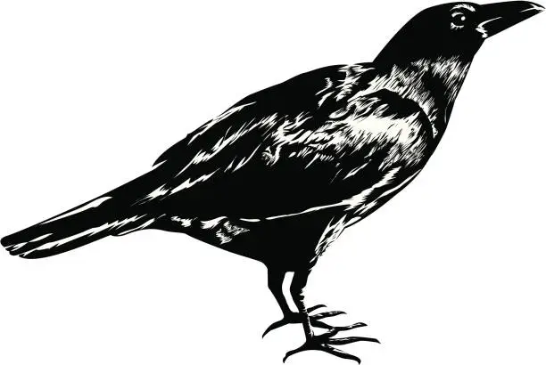 Vector illustration of A drawing of a black crow on a white background