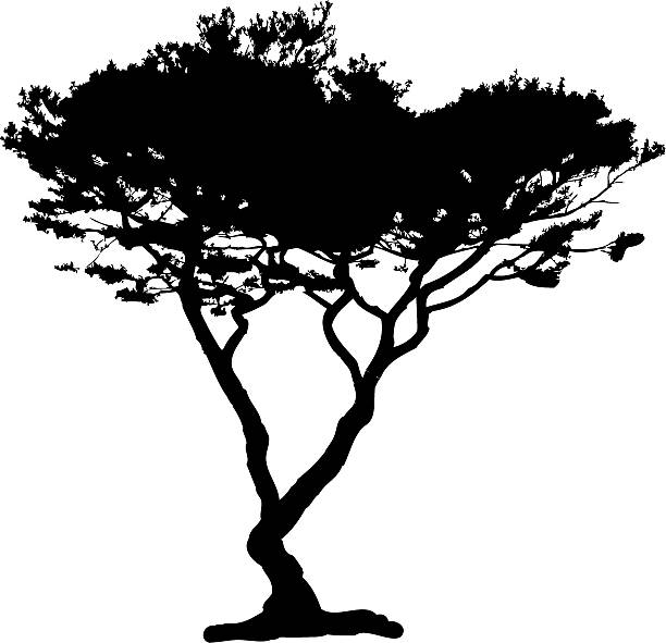 아카시아 나무 실루엣, 벡터 - cypress tree 이미지 stock illustrations