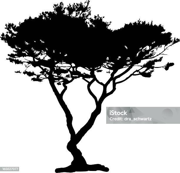 Acacia Tree Silhouette Vector Stock Illustration - Download Image Now - Cypress Tree, Acacia Tree, In Silhouette
