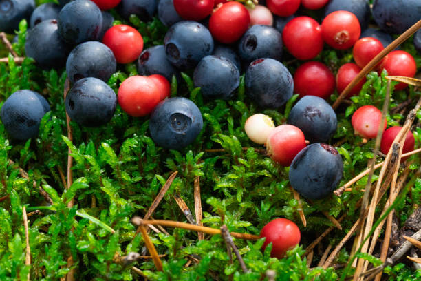 istock Wild berries on a green vegetative background in wood. 1650272250