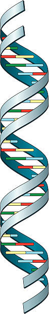 Bекторн�ая иллюстрация Векторная иллюстрация из молекулы ДНК