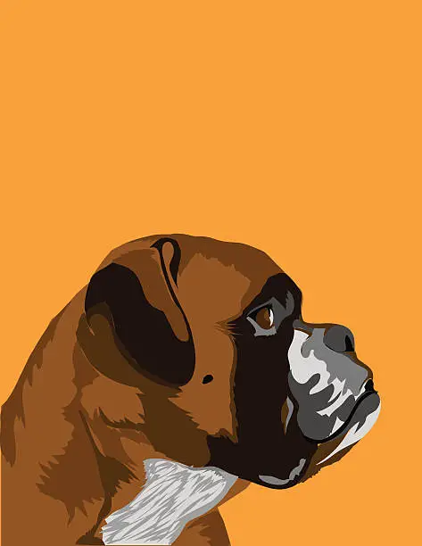 Vector illustration of Boxer Dog Vector