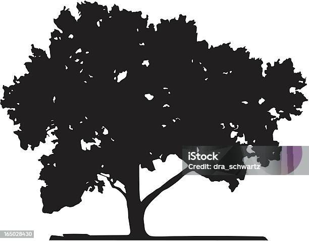 Vecchio Poplar Vettoriale - Immagini vettoriali stock e altre immagini di Albero - Albero, Sagoma - Controluce, Colore nero