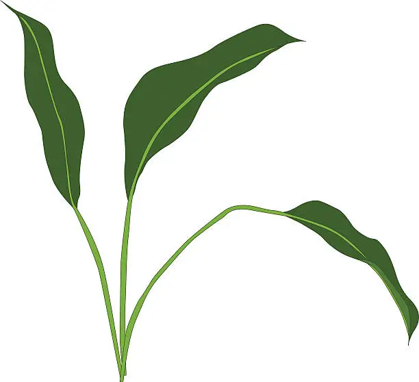 Vector illustration of Peace lily leaves