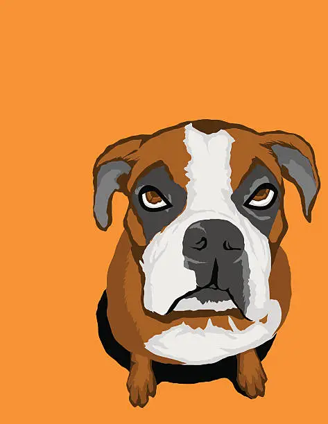Vector illustration of Boxer Puppy - Vector