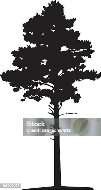 Vetores de Siberiano Pine Tree Vetor e mais imagens de Pinho - Pinho, Alto - Descrição Geral, Ajardinado