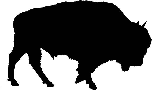 illustrazioni stock, clip art, cartoni animati e icone di tendenza di silhouette di buffalo - bisonte europeo