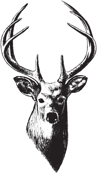 vector rendering of a deer's head sketch.