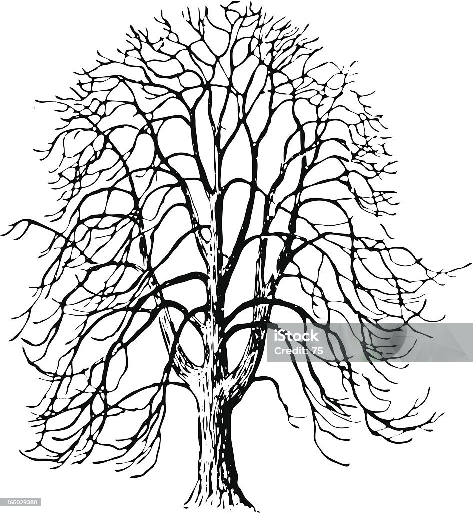 Tree - aesculus hippocastanum - vector Tree - aesculus hippocastanum - .EPS, traced black ink. Horse Chestnut Tree stock vector