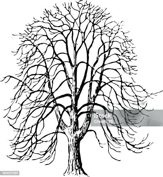 Tree Aesculus Hippocastanum Vector Stock Illustration - Download Image Now - Horse Chestnut Tree, Outline, Tree
