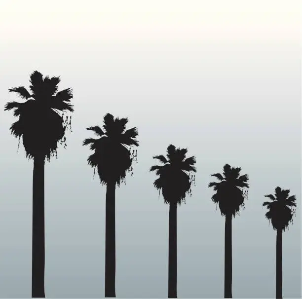 Vector illustration of Hollywood palms