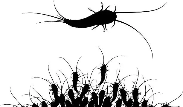 Vector illustration of Silverfish insect
