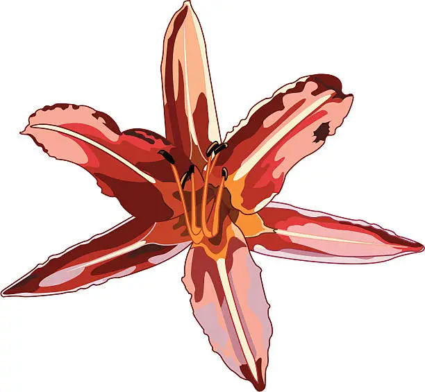 Vector illustration of tiger lily