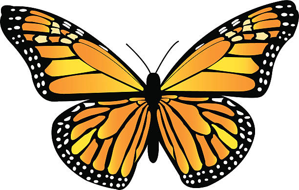 Monarch Butterfly Beautiful orange, yellow, and black vector Monarch Butterfly - butterfly cut outs stock illustrations