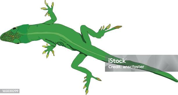 Lagarto Comum Vector - Arte vetorial de stock e mais imagens de Boca de animal - Boca de animal, Cor verde, Esboço