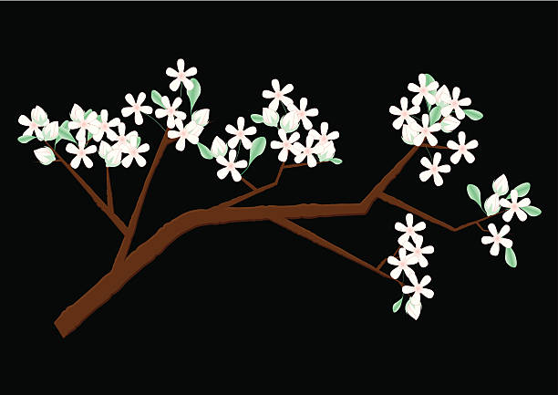 ilustraciones, imágenes clip art, dibujos animados e iconos de stock de incl. gustos & cerezos en flor-jpeg - jasmine almond tree single flower cherry blossom