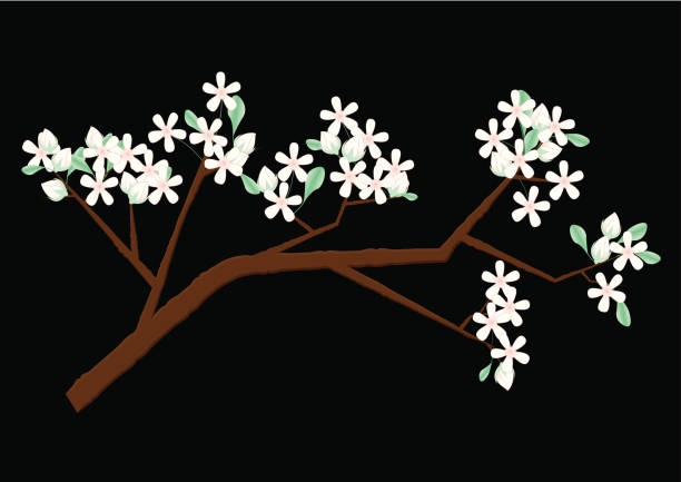 꽃봉오리를 & 잎과-jpeg 파일 포함 - jasmine almond tree single flower cherry blossom stock illustrations