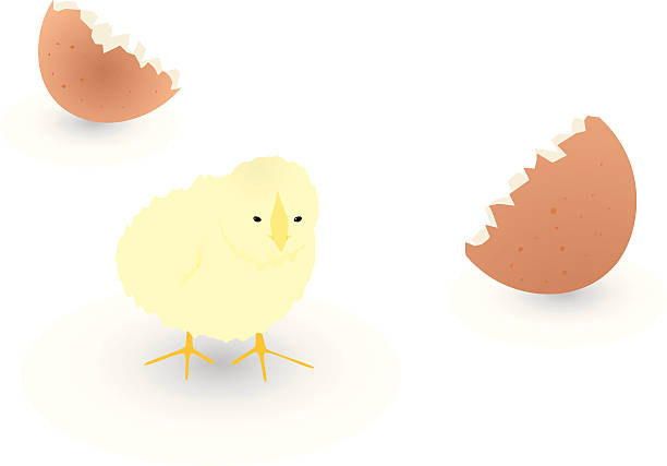 illustrazioni stock, clip art, cartoni animati e icone di tendenza di appena usciti dal guscio chick - animal egg chicken new cracked