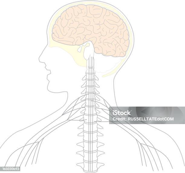 Moc Mózgu - Stockowe grafiki wektorowe i więcej obrazów Kręgosłup - część ciała - Kręgosłup - część ciała, Ciało ludzkie, Szkic - Kształt