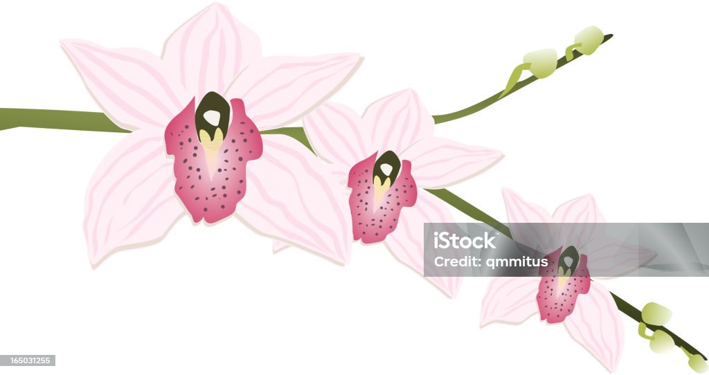 Vecteur Orchid 3 - clipart vectoriel de Asie libre de droits