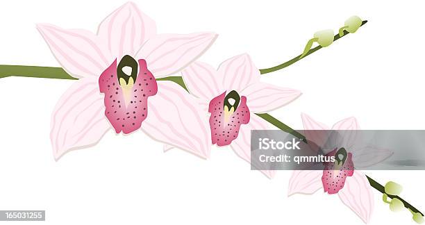 Vecteur Orchid 3 Vecteurs libres de droits et plus d'images vectorielles de Asie - Asie, Fleur - Flore, Flore
