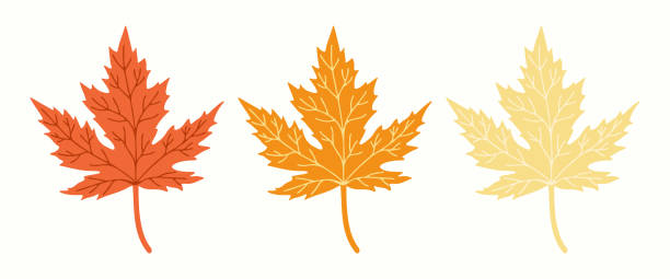 ilustrações, clipart, desenhos animados e ícones de maple deixa elementos de clip-art em plano de fundo isolado - maple leaf leaf autumn single object