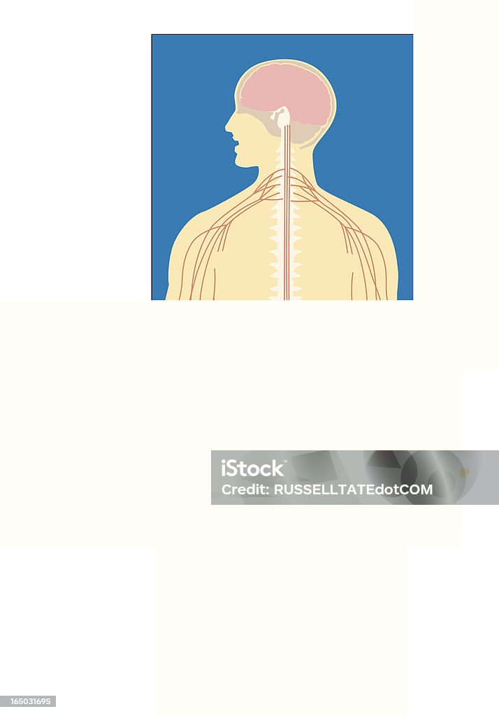 Körper und Geist - Lizenzfrei Anatomie Vektorgrafik