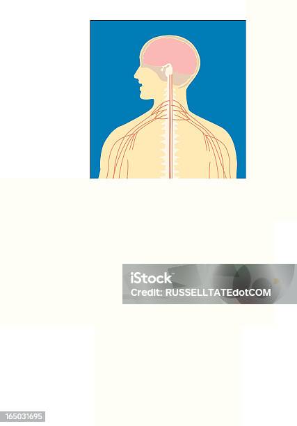 Körper Und Geist Stock Vektor Art und mehr Bilder von Anatomie - Anatomie, Bildung, Biologie