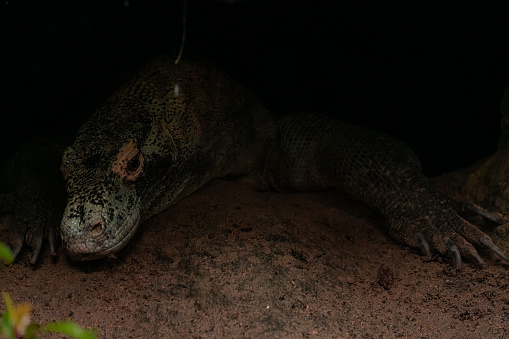 Komodo dragon is on the ground in the dark. Interesting perspective. The low point shooting. Indonesia. Komodo National Park.