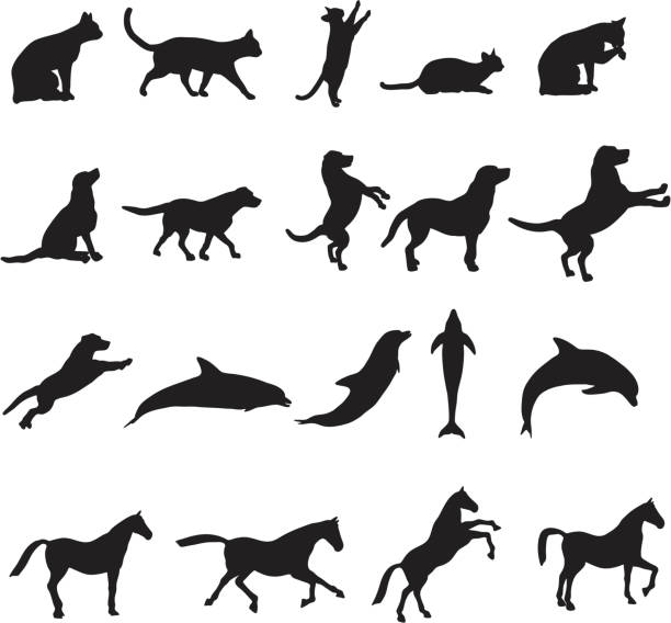 Large animal silhouette collection Collection of 19 animal silhouettes including cats, dogs, dolphins, and horses. horse outlines silhouette stock illustrations