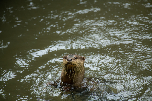head of a North American River Otter (Lontra canadensis) swimming in dark brown still water with reflections of the sky and trees