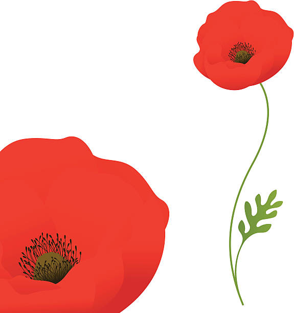 ilustrações, clipart, desenhos animados e ícones de em memória-inclui jpeg - poppy corn poppy remembrance day single flower