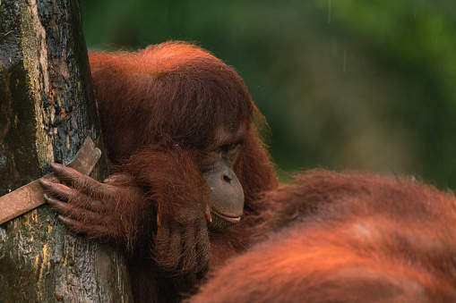 Orangutans, mother and a baby, sitting on platform, looking to the left, thinking, copy space for text
