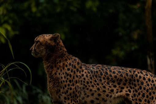 Cheetah portrait with a head on view, copy space for text, dark key image