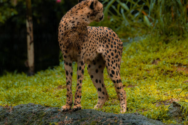 istock A cheetah standing alone in its natural habitat looking back, green background 1650322556