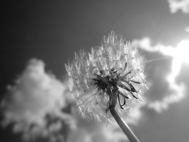 istock Wild beauty flower with nectar blooming 1650323117