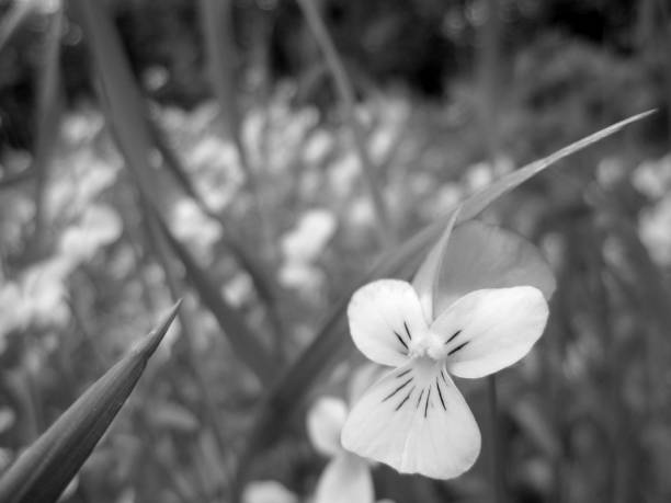 istock Wild beauty flower with nectar blooming 1650323130