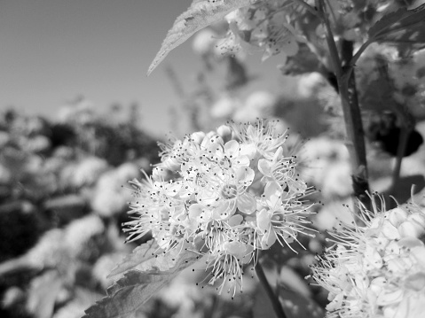 Macro image of beautiful dandelion flower ready to spread the seeds under backlit early morning light and rendered in black and white