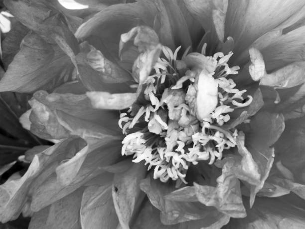istock Wild beauty flower with nectar blooming 1650324240