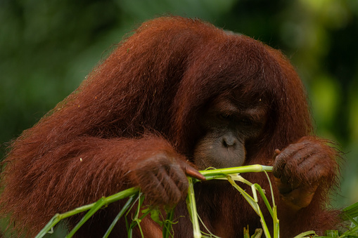 Adult orangutan smelling and eating a huge amount of the green grass during the rainy day, copy space for text, background