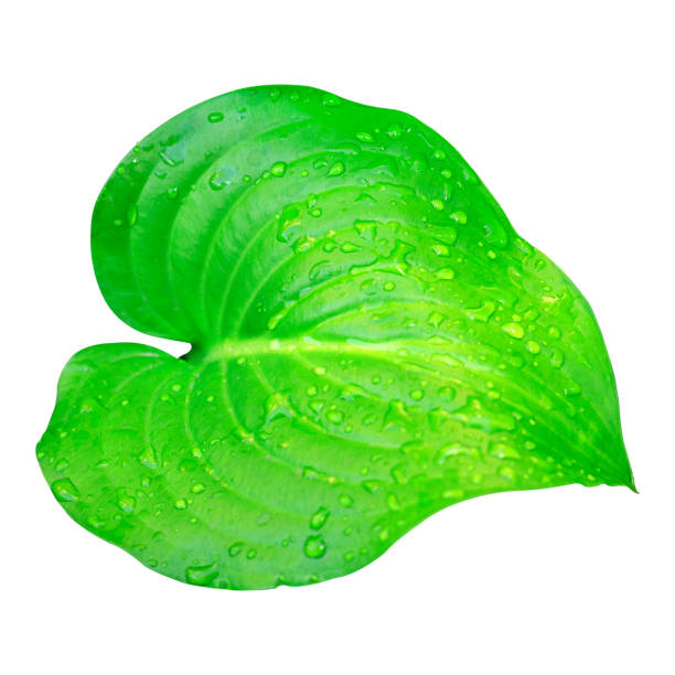 istock green leaf isolated from background, ready to use in collage 1650325218