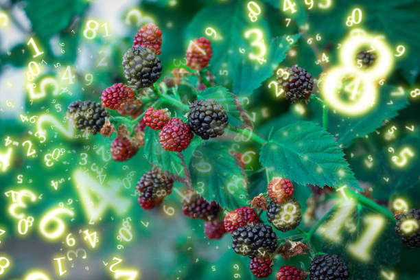 istock numerology, blackberries ripen on the bush, surrounded by numbers 1650325305